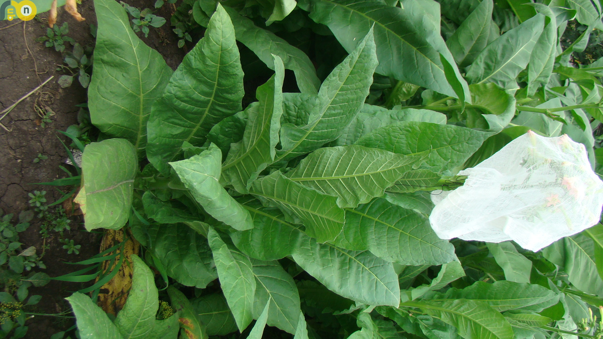 семена табака